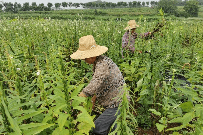 江西瑞昌:小芝麻大丰收 美好生活节节高_种植_农户_昌芝