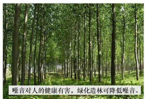 "植树将军"为何人?噪声对人类有何危害,何植被可降噪?_林带_效果_城市