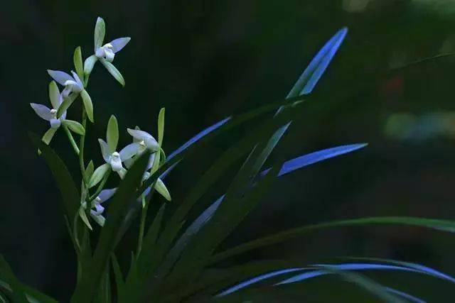 虽照阳春晖,众草共芜没.