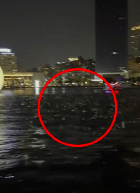 台媒：台东县昨晚地震时，有高雄民众发现爱河里鱼群跳出水面