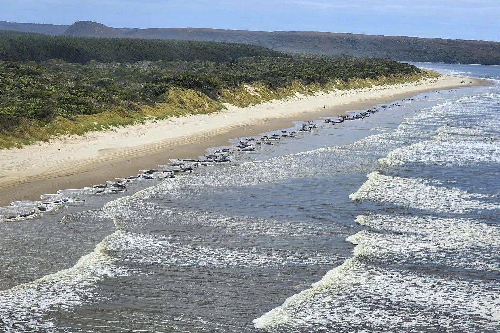 约230头鲸集体搁浅澳大利亚海滩，仅少数存活