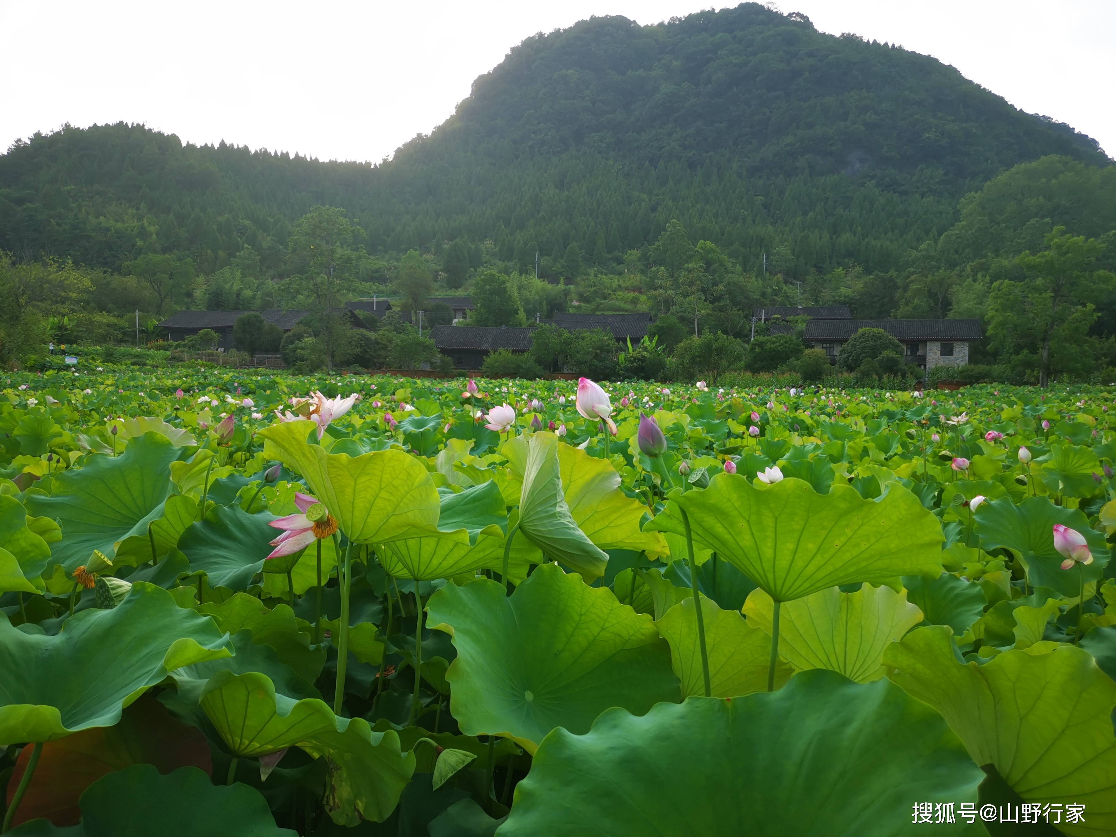 喻云义师傅分享一个民间实用和合术_桃枝_姻缘_线绳