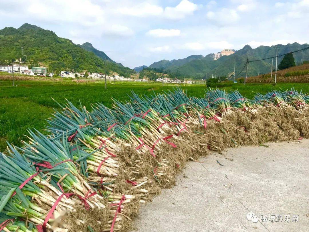 【时讯】贵州麻江:蔬菜迎丰收农户笑开颜 罗安琪 叶文骁_坝区_种植