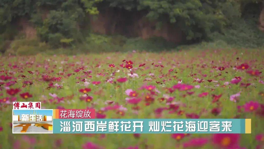 【喜迎二十大 】淄河西岸鲜花开 灿烂花海迎客来