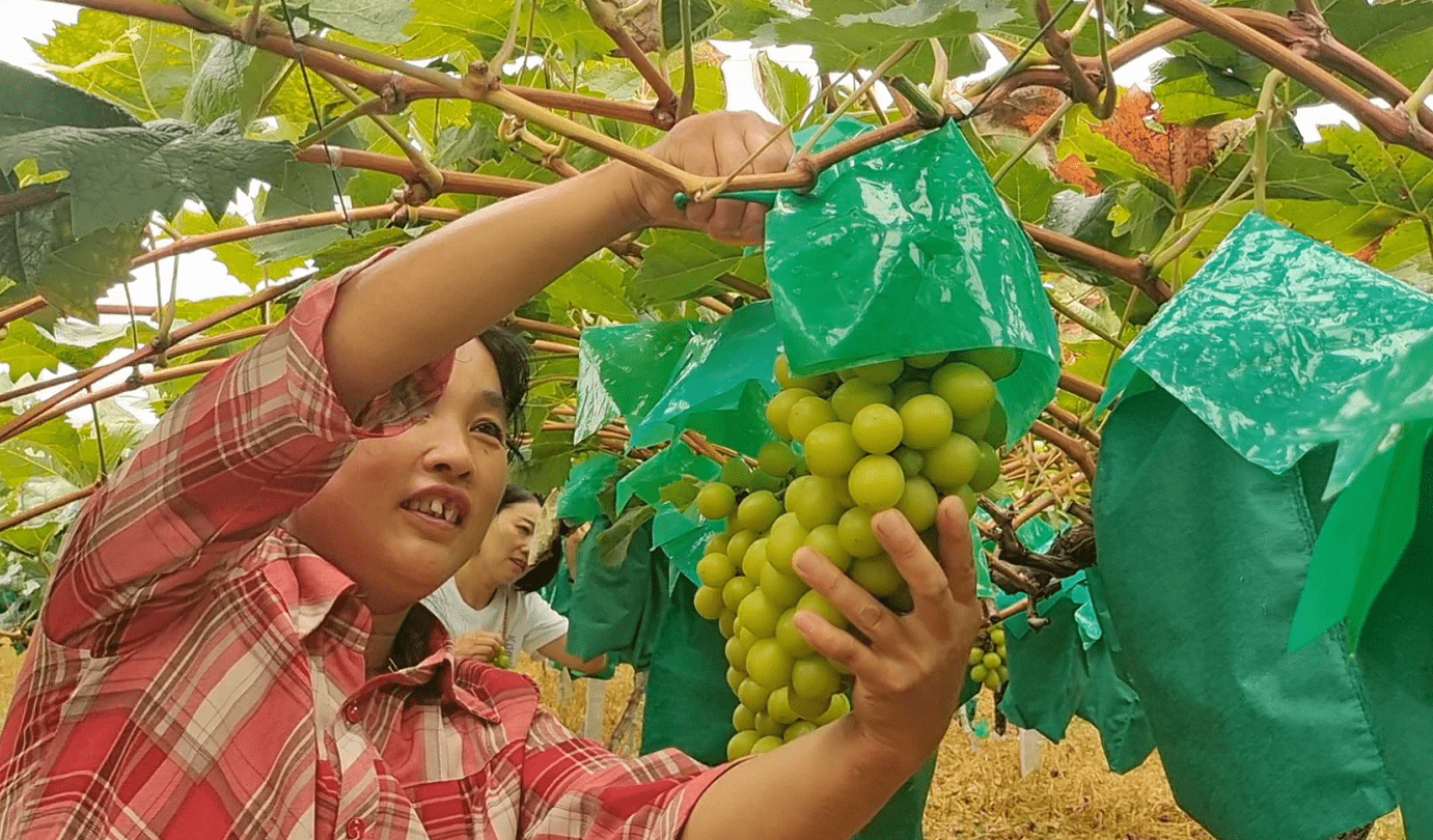 陕西汉阴县：种下葡萄树 带动一方富