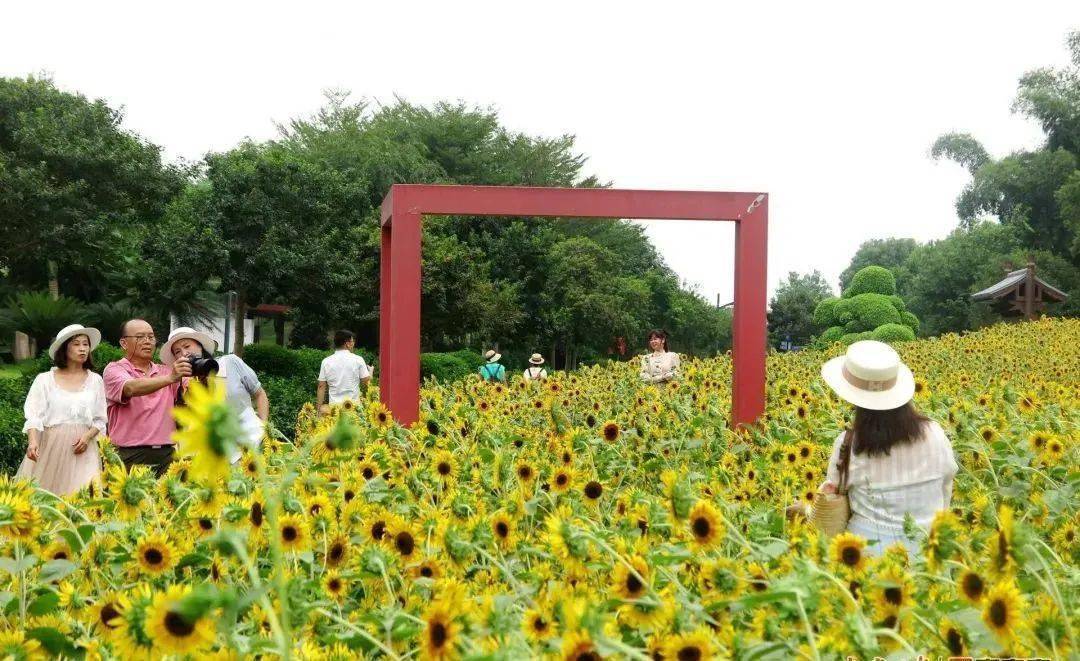 太美了~国庆假期去哪玩？南宁这片向日葵花田等你来！