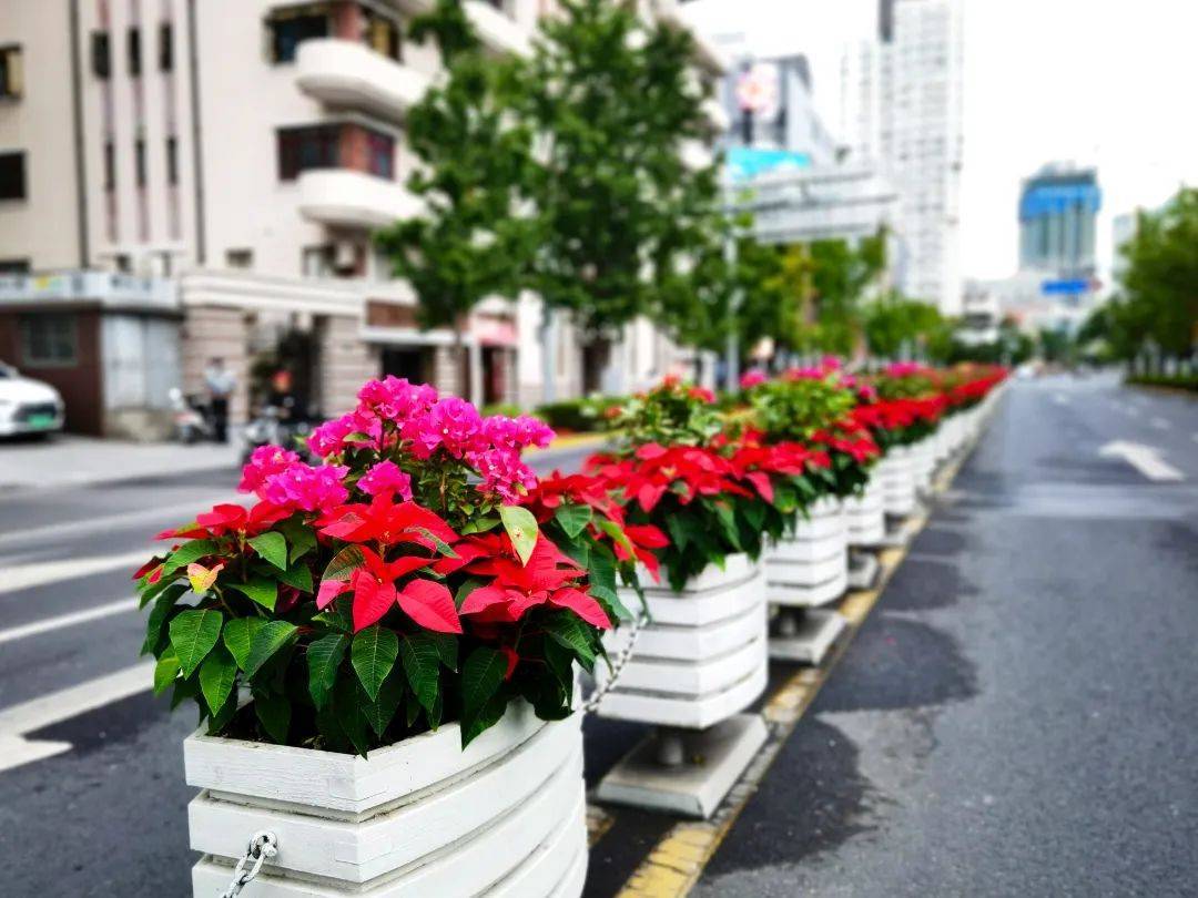 喜迎国庆，红色、黄色为主色调的1000万盆鲜花扮靓上海街头