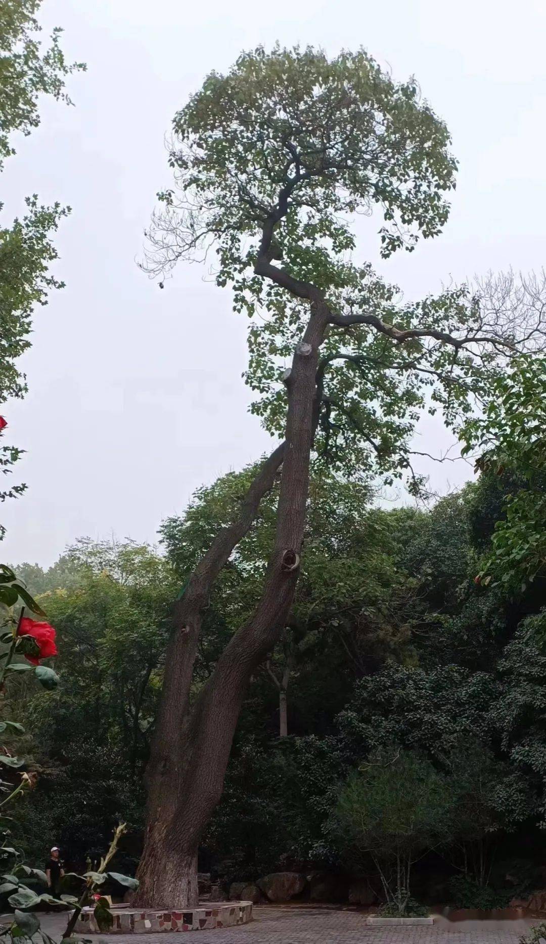 牡丹公园的老楸树_年代_花房_假山