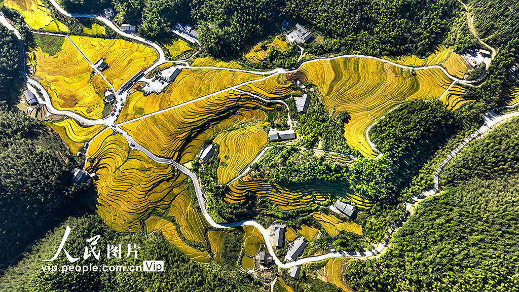 金秋十月 大地“铺金”