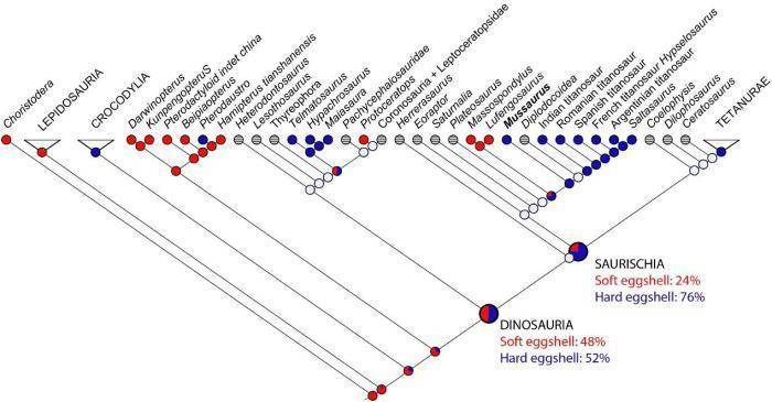 最早恐龙蛋是软壳？中外科学家最新合作研究提出三大质疑