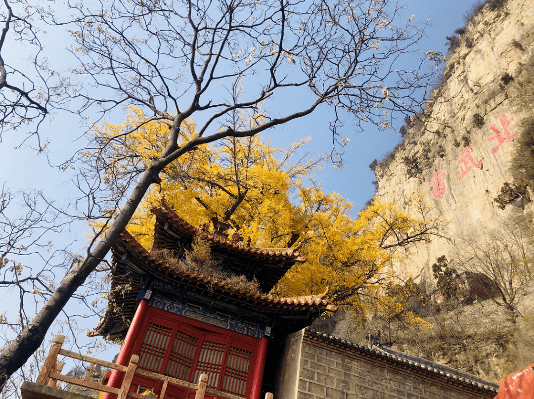 银杏_桂山_植物园