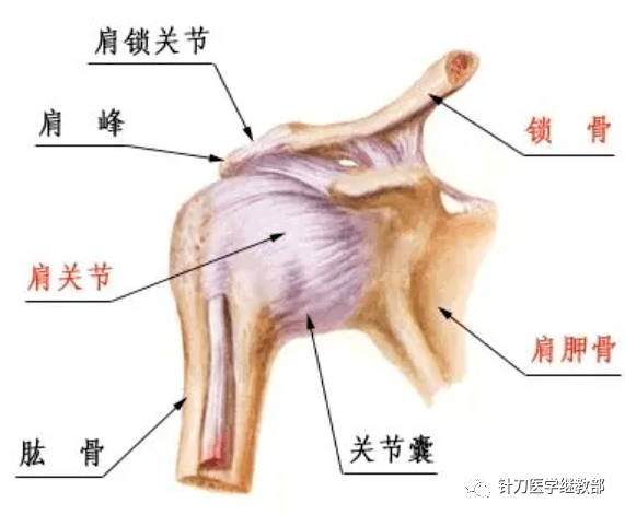 1肩关节解剖