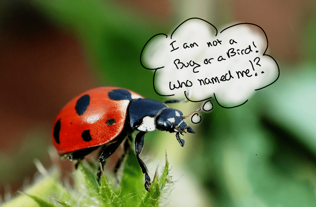  How to Attract Ladybirds: The Ultimate Guide to Creating a Ladybird-Friendly Garden