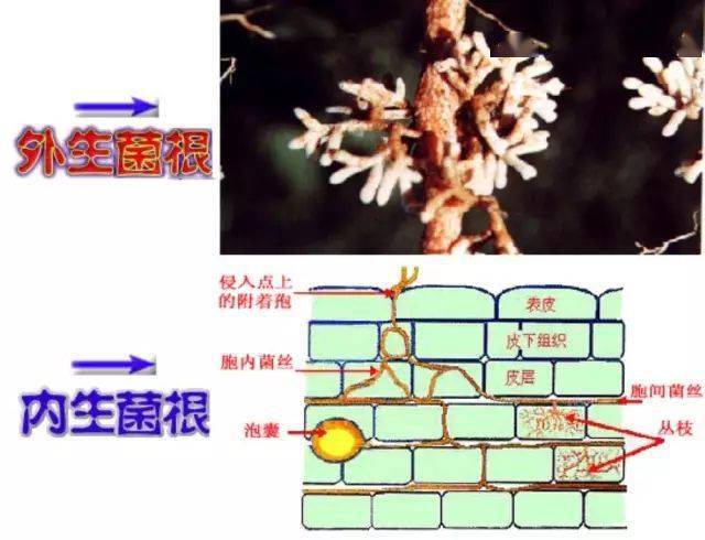 外生菌根松杉类植物的外生菌根地衣蜜环菌天麻共生蜜环菌常作为天麻