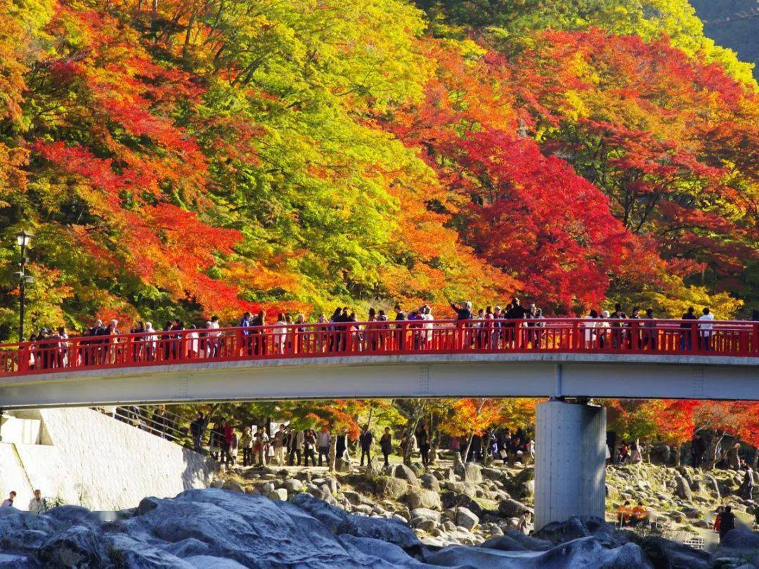 日本红叶超人气10选,圆满追枫之路_历年_赏枫_枫树