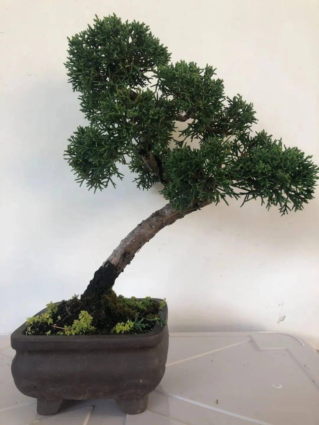 线上花市又来了~盆景专场与你相约今晚6点_枝干_树木_松柏