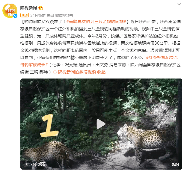 豹豹家族又来了！秦岭再次拍到三只金钱豹同框