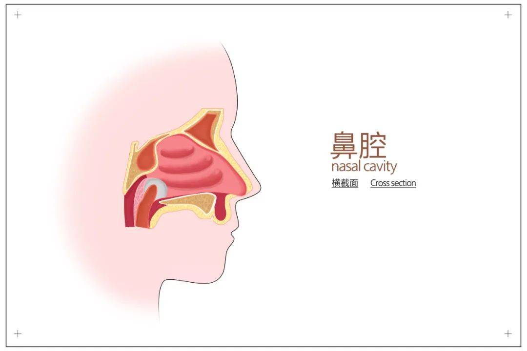 实际上,外鼻癌是鼻部皮肤的恶性肿瘤,鼻腔和鼻窦恶性