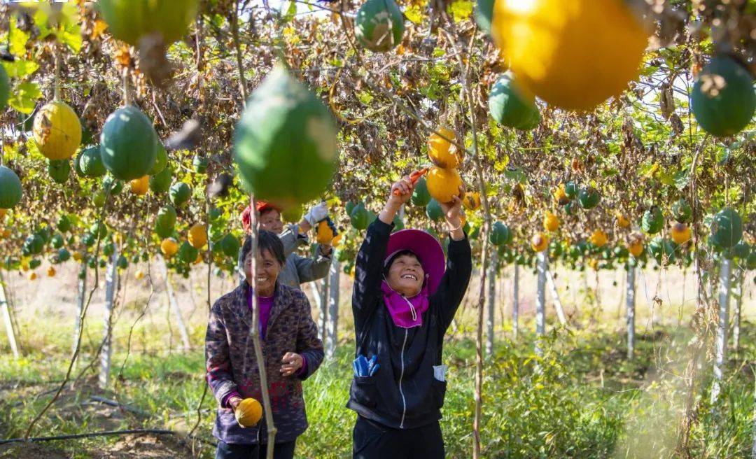 11月2日,分宜县湖泽镇闹州村瓜蒌种植基地,农户忙着采摘成熟的瓜蒌.