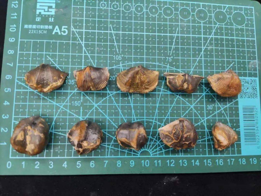 双十一精美化石来袭，50多种上百块，既涨知识又实用