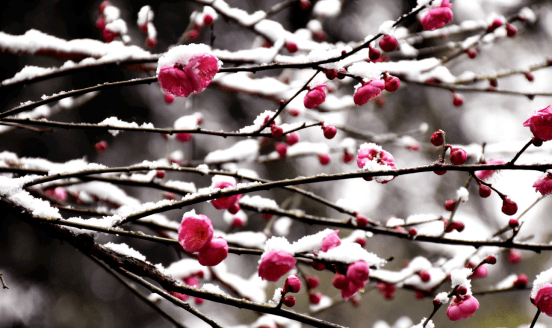 ������������ · ������ɽ