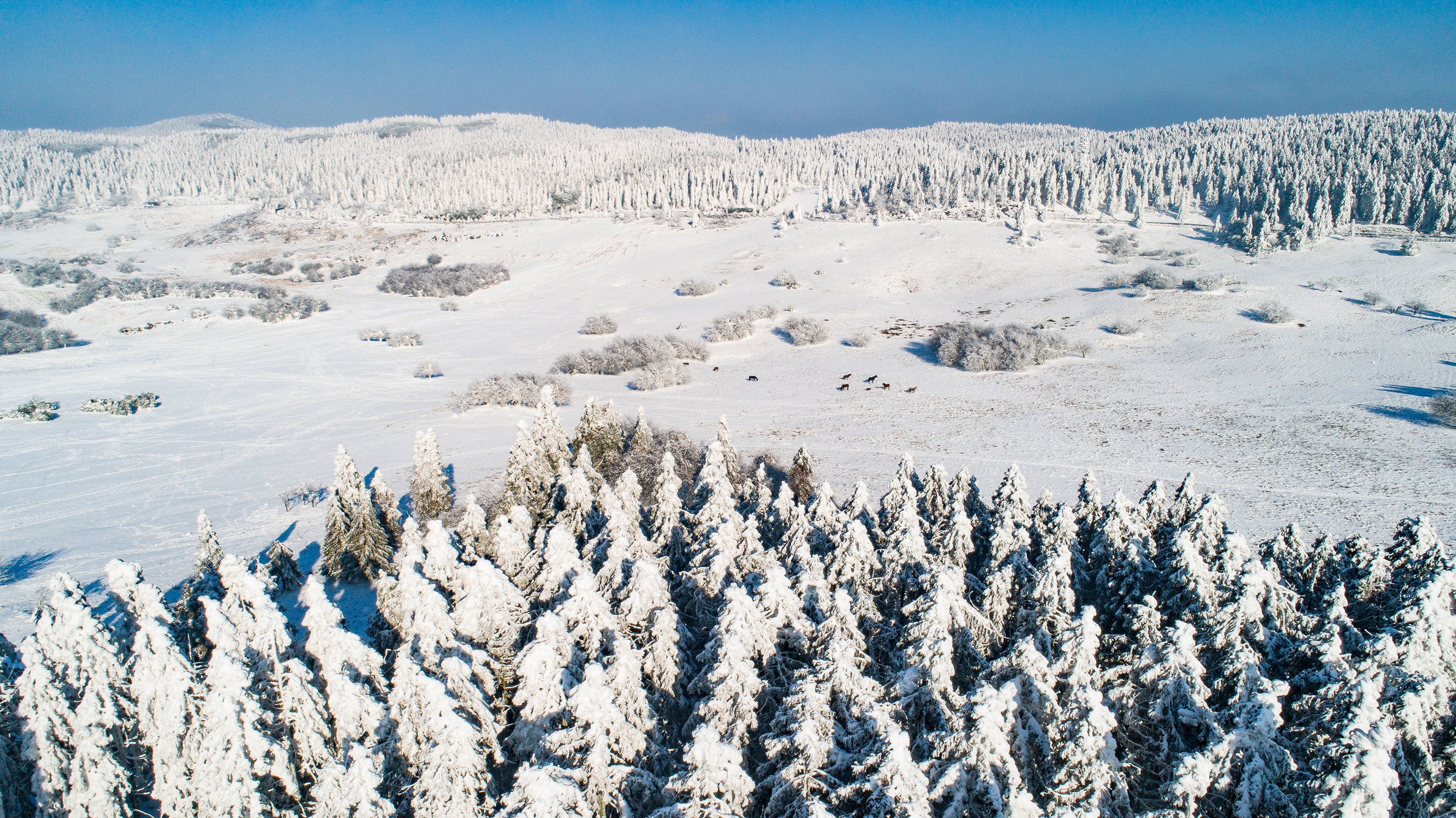 重庆迎断崖式降温，仙女山浪漫雪景已“打包”急待发货