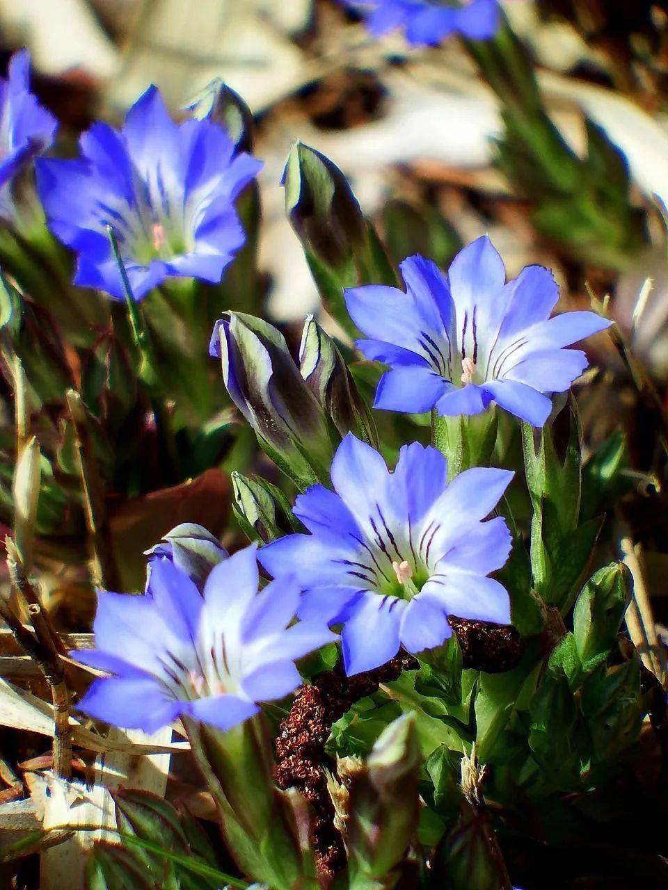 龙胆花还有一个有趣的特性是会在阳光下盛开，离开阳光后又闭合起来。等