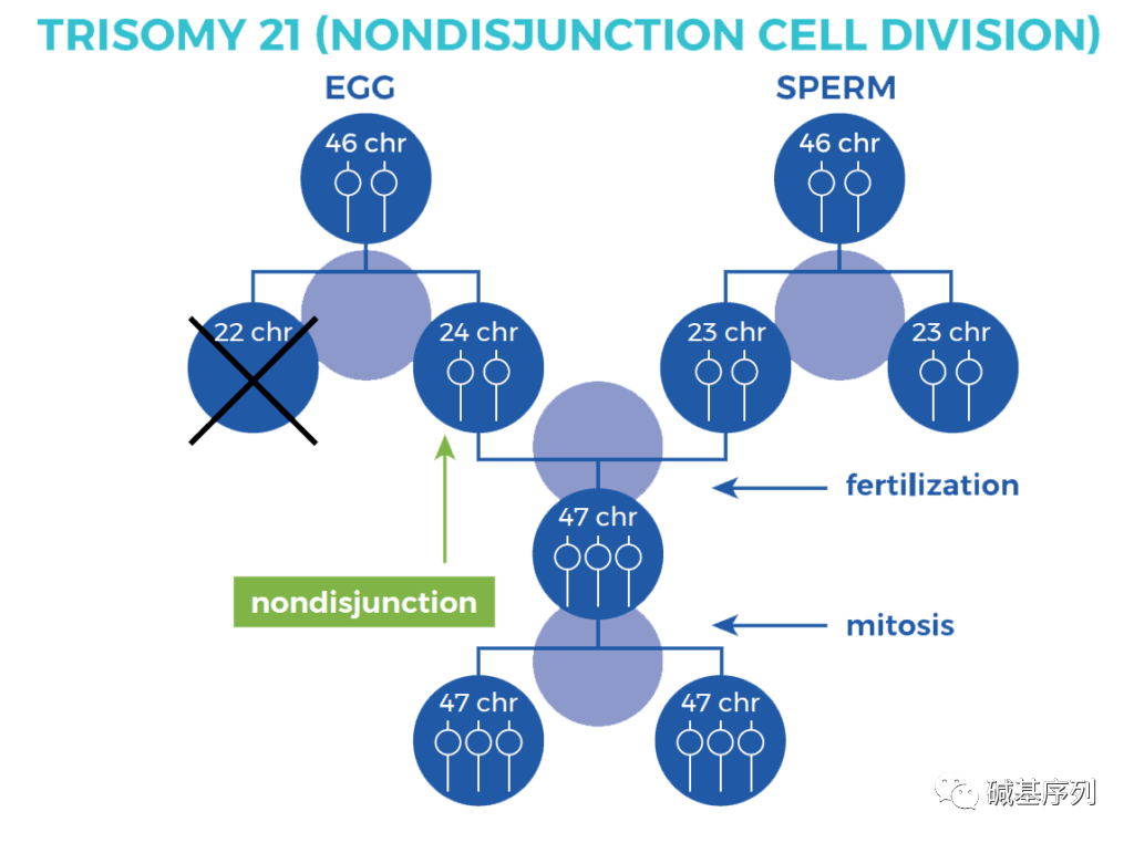 21号染色体及相关疾病_综合征_人类_体细胞