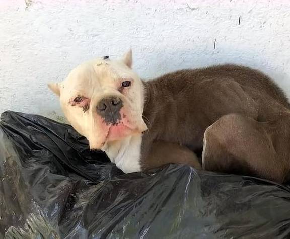 原创
  流浪狗用垃圾袋当床,这让女人很伤心,她每天都在门口等着领养 第6张 原创
  流浪狗用垃圾袋当床,这让女人很伤心,她每天都在门口等着领养 第6张