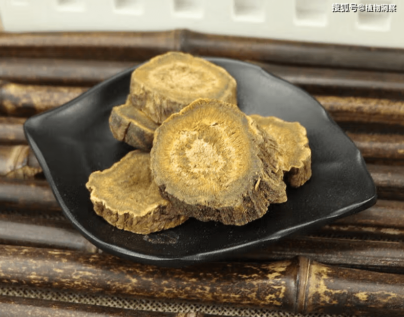 农村1种植物，根部金黄色，故称土大黄，价值极高！