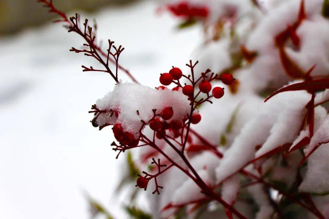 小雪_节气_青媒