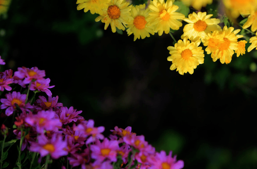 万里云 | 芳魂迷醒秋风客，却教陶诗梦未残（壬寅咏菊七律十二首）