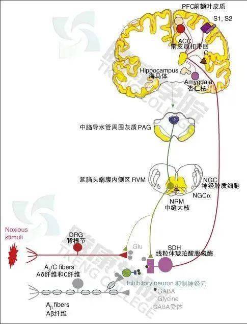 针刺刺入时,我们的身体发生了怎样的变化_调节_反应_感觉