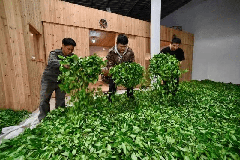 烹茶煮荼万里香 武夷新茗举国尝—武夷山吴三地然韵茶厂厂长占兴隆