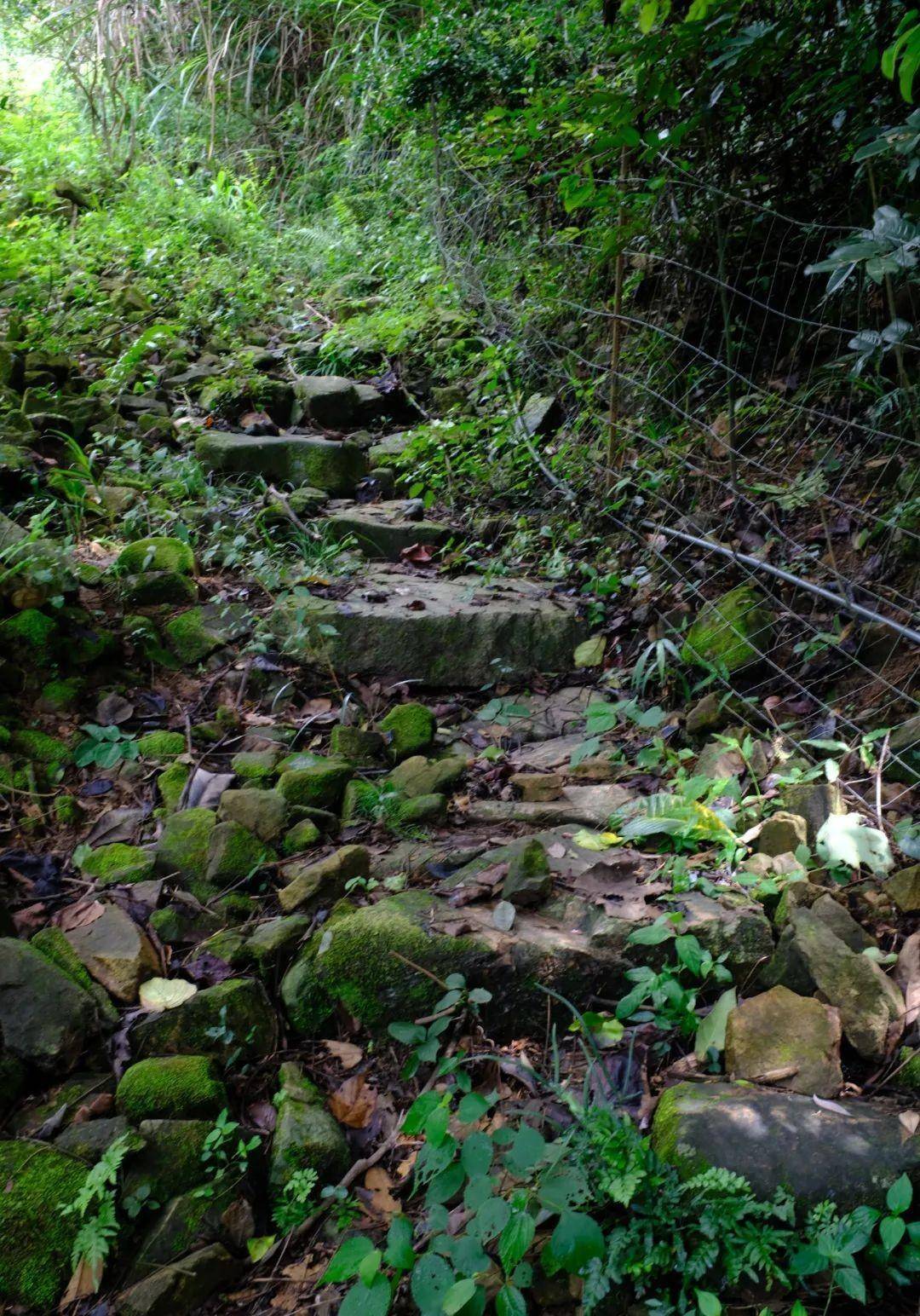 隐藏莆田大山中的千亩唐宋茶田，能否为福建贡茶的消费地？