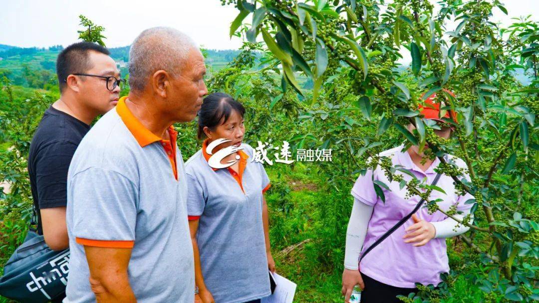 威远夫妇扎根荒山种出百万藤椒产业_种植_周观_夫妻俩