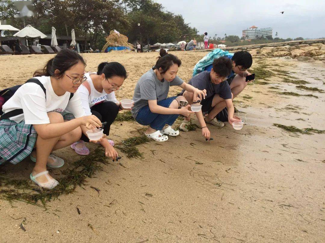 2023全新招募·巴厘岛海龟保育 | 在浪漫的巴厘岛碰见“重生”的本身