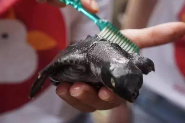 2023全新招募·巴厘岛海龟保育 | 在浪漫的巴厘岛碰见“重生”的本身