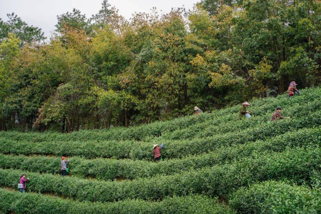 茶科普 | 世界非物量文化遗产 中国传统造茶身手 绿茶篇②——婺州举岩、紫笋茶、安吉白茶