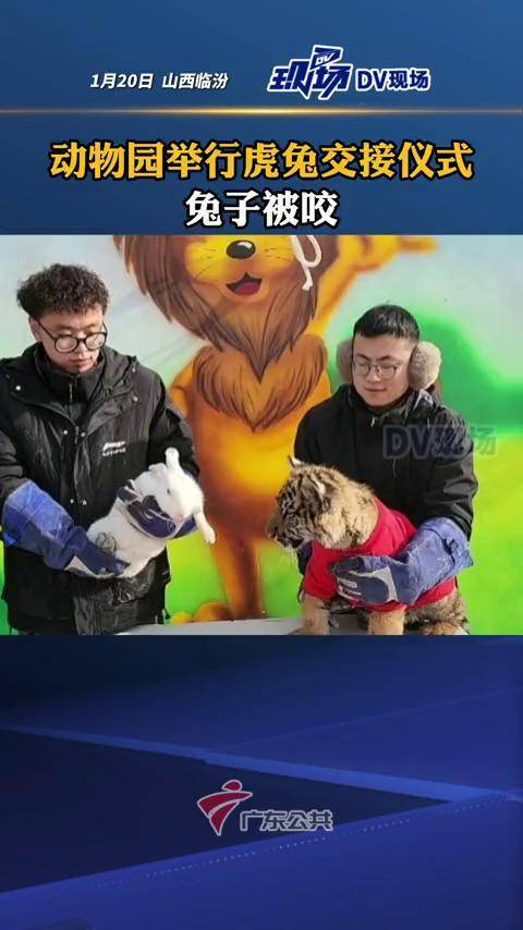 即将从农历虎年迈向农历兔年，临汾动物园举行“虎兔交接”仪式，没想到小老虎上去就咬住兔子，工作人员急忙喊停将其拉开，草草结束仪式。#山西dou知道-频道-手机搜狐