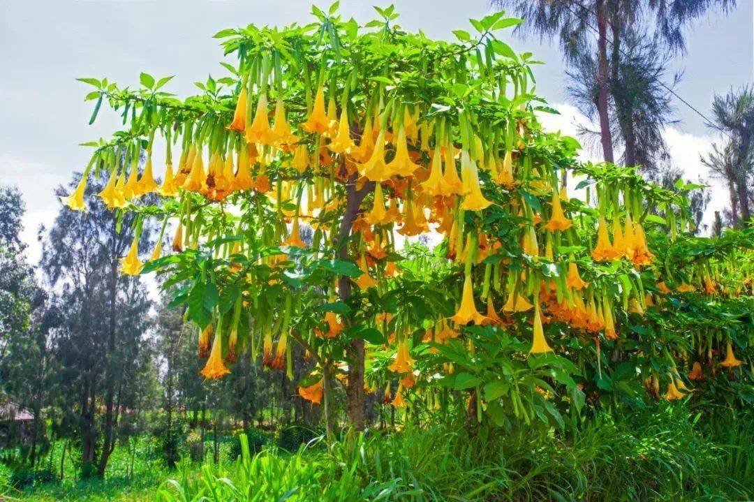 杨过中的情花毒，其实现实里也有！