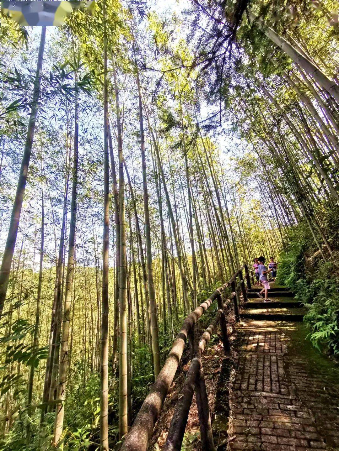 赏花、听瀑、登高、喂萌宠…韶关初春不成错过的踏青好去向来了，还免费