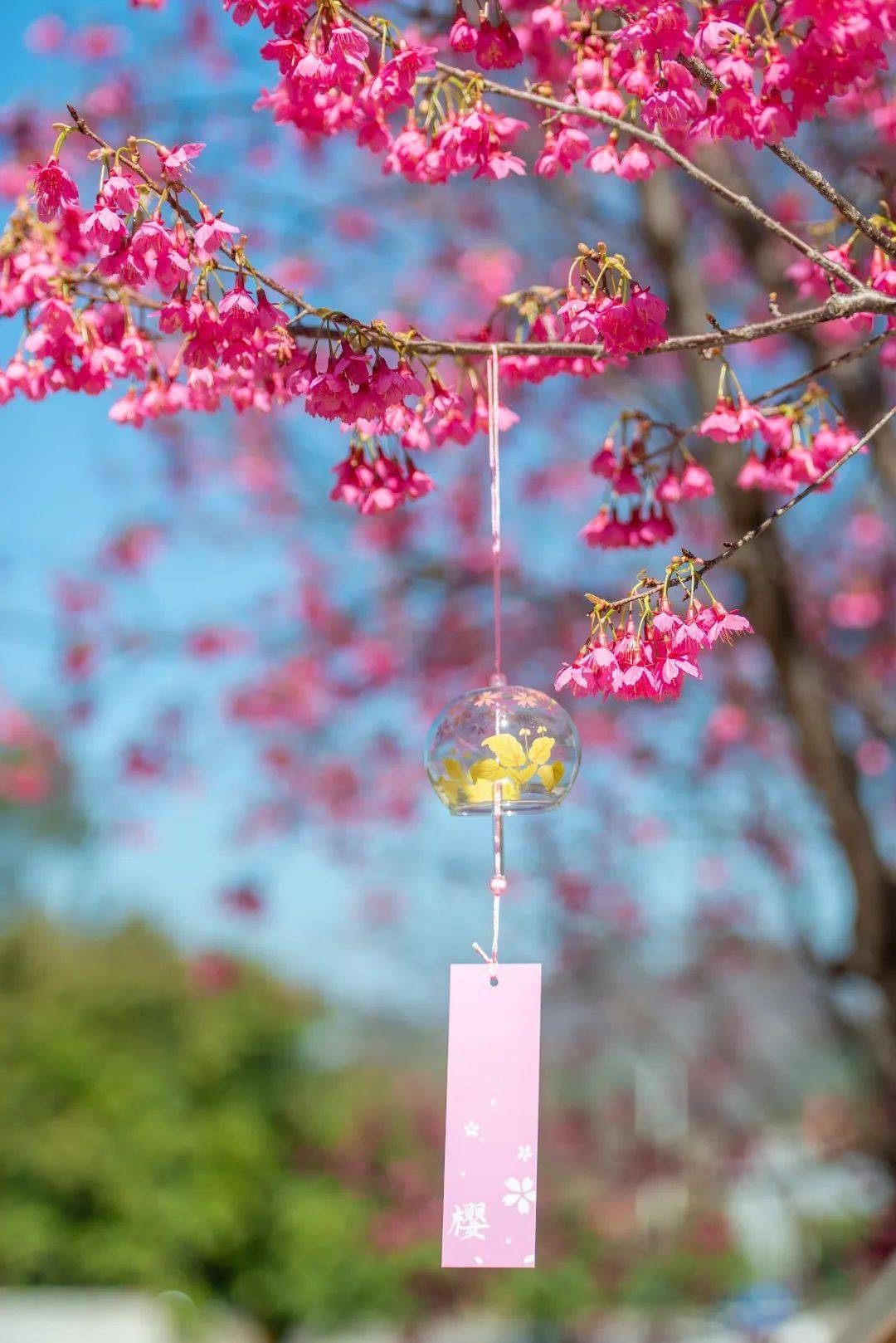 赏花、听瀑、登高、喂萌宠…韶关初春不成错过的踏青好去向来了，还免费