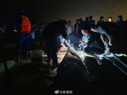原标题：三亚海滩一头抹香鲸受伤搁浅 众人合力救助