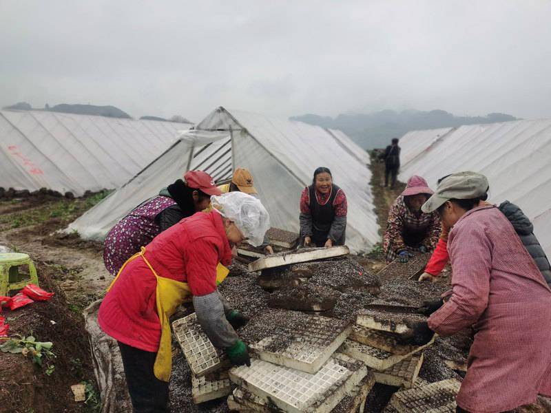 习水：春耕合理时 万亩烤烟育苗忙