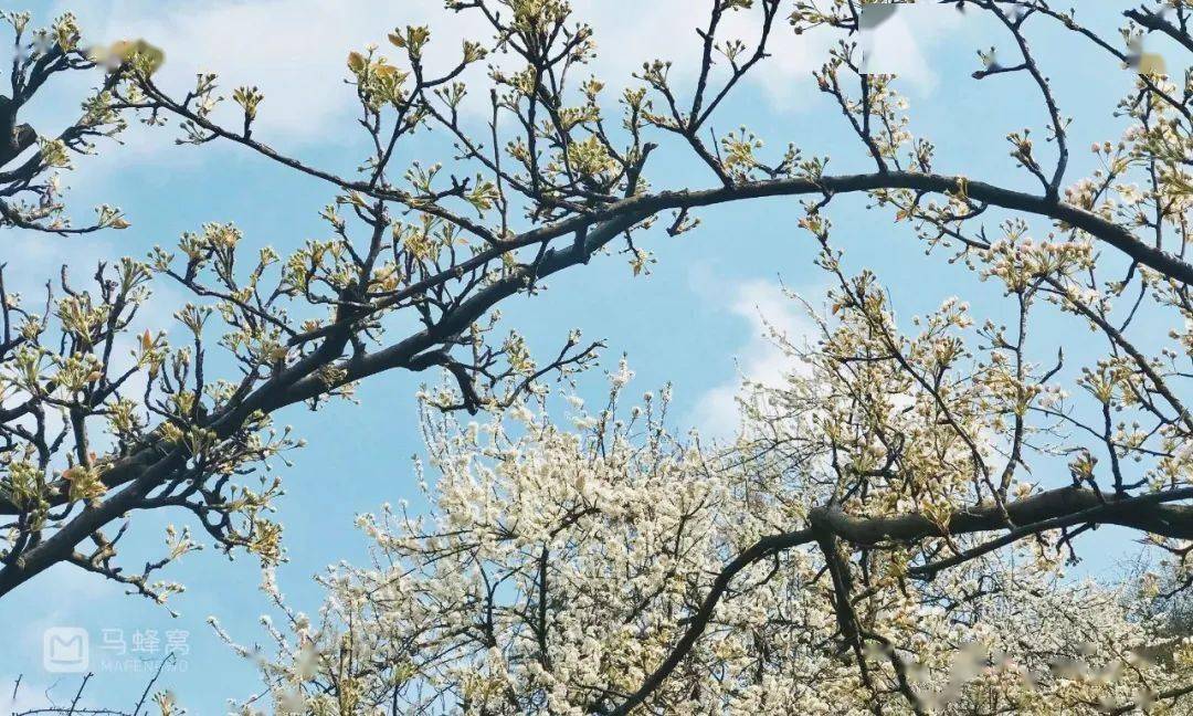 不行万亩樱花园，那座宝藏城市竟还有32个赏花地？