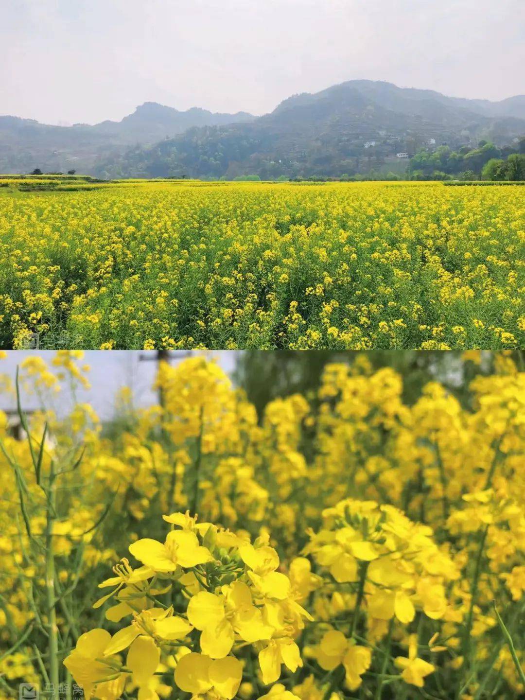 不行万亩樱花园，那座宝藏城市竟还有32个赏花地？