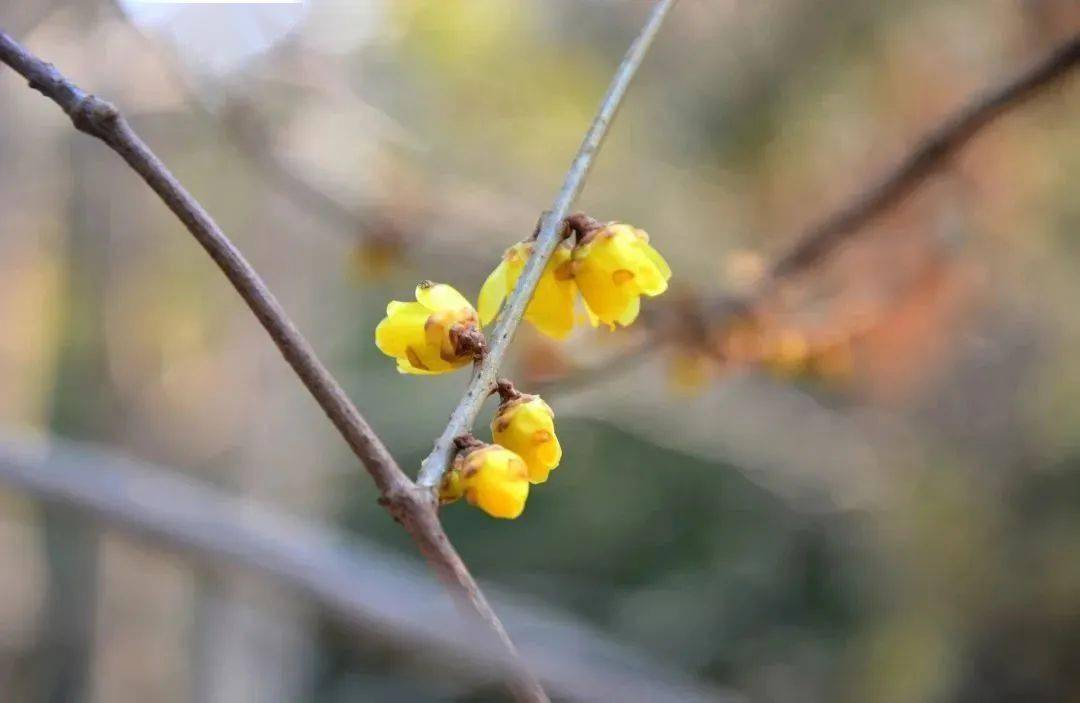 �������˱�����һĨ������ɫ