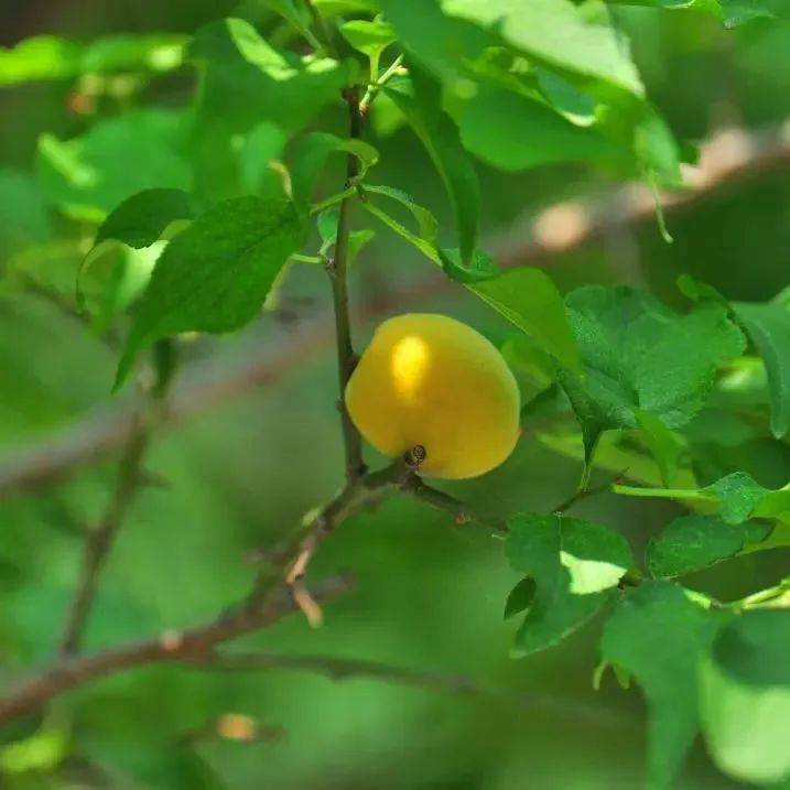 �������˱�����һĨ������ɫ