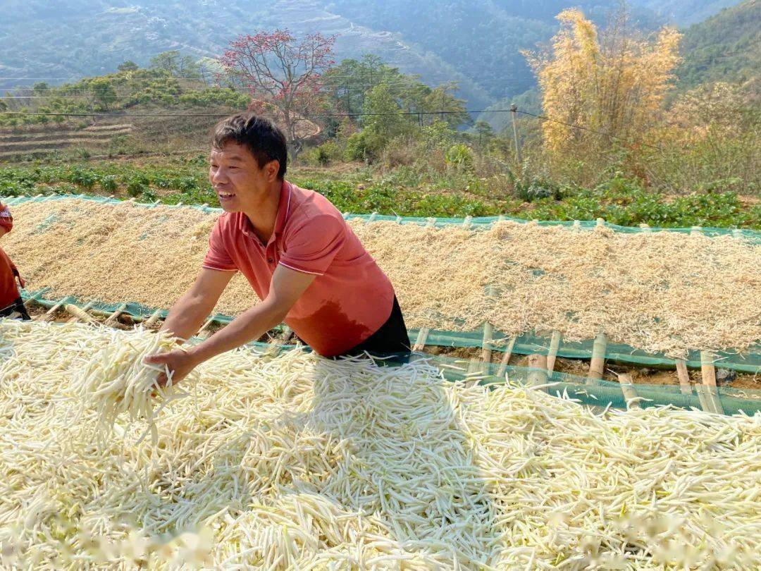 龙潭乡：冬萝卜丰收铺就致富路